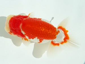 静岡らんちう同好会　東取締　函南　田島　貢