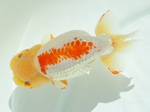 静岡らんちう同好会　西取締　静岡　青木和久