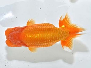 湘南らんちゅう会　東大関　SHiN　厚木　高橋大祐