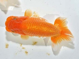 湘南らんちゅう会 勧進元一　小田原　平井道廣