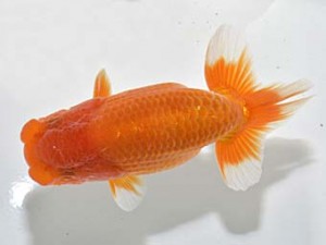 湘南らんちゅう会 行司一　藤沢　荒井宣裕