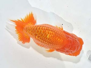 湘南らんちゅう会　行司三　藤沢　羽鳥容平