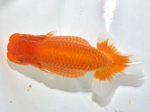 湘南らんちゅう会　脇行司一　熱海　小松好一