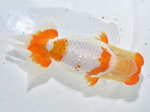 湘南らんちゅう会 東関脇　中井町　上田美三子