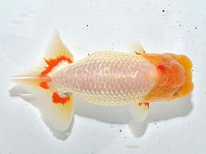 湘南らんちゅう会 西関脇　川崎　安田英一