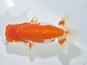 湘南らんちゅう会 東小結　相模原　村田祐則