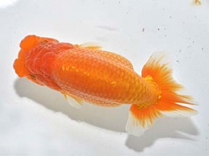 湘南らんちゅう会 西小結　中井町　上田美三子