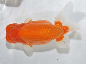 湘南らんちゅう会　東大関　美　厚木　高橋大祐