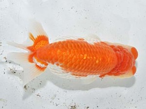 湘南らんちゅう会　立行司　床屋　厚木　高橋大祐