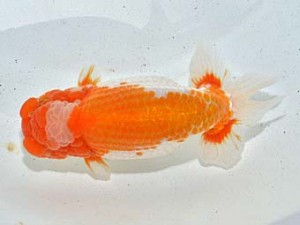 湘南らんちゅう会　取締一　龍王　伊勢原　熊澤　誠