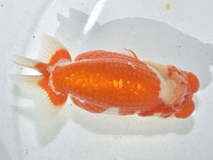 湘南らんちゅう会　取締二　琴風　厚木　高瀬有三
