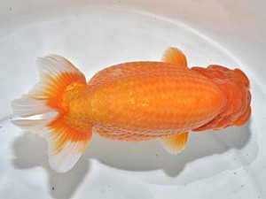 湘南らんちゅう会　龍王　伊勢原　熊澤　誠