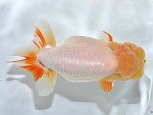 湘南らんちゅう会　西大関　雨雲　川崎　安田英一