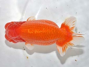 湘南らんちゅう会　立行司　英心　川崎　安田英一