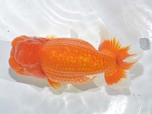 湘南らんちゅう会　取締一　怪童　川崎　安田英一