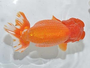 湘南らんちゅう会　取締二　英寿　川崎　安田英一