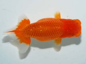 紫錦会　東大関　三崎　物部光宏