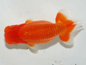 紫錦会 勧進元一　品川　足立正利