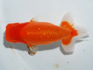 紫錦会 勧進元二　新潟　星野幸信