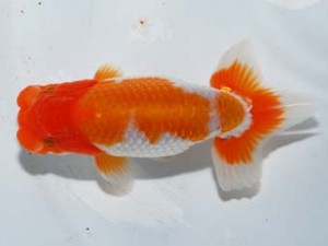 紫錦会 行司一　横浜　小串章生