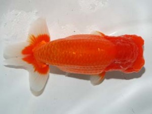 紫錦会 行司二　蒲田　白石友太朗