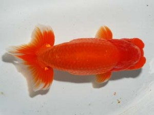 紫錦会 行司三　蒲田　白石友太朗