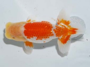 紫錦会 脇行司一　新潟　池田伸次