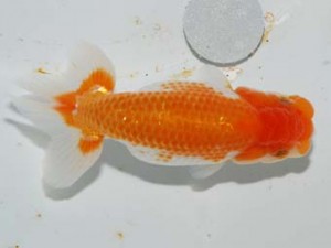 紫錦会 脇行司二　品川　足立正利