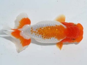 紫錦会　西大関　蒲田　白石友太朗