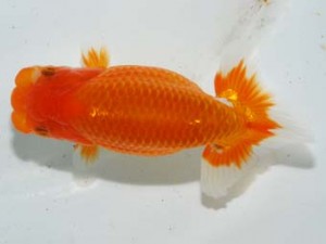 紫錦会　立行司　三崎　物部光宏