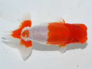 紫錦会　取締一　品川　足立正利