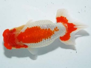 紫錦会　取締二　厚木　鳥屋尾保広