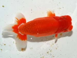 紫錦会 西関脇　蒲田　白石友太朗