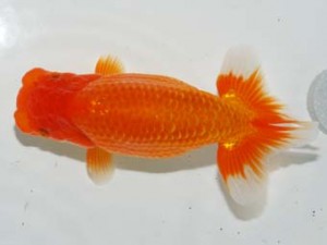 紫錦会 東小結　三崎　物部光宏