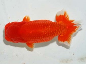 紫錦会　東大関　糀谷　高橋伸基