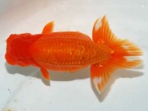 紫錦会　取締一　新潟　星野幸信