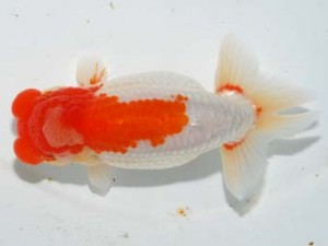 紫錦会　取締二　蒲田　白石友太朗