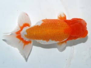 紫錦会　東大関　三崎　物部光宏