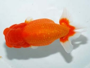 紫錦会　西大関　糀谷　高橋伸基