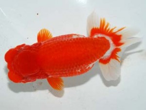 紫錦会　立行司　三崎　物部光宏