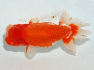 紫錦会　取締一　新潟　星野幸信