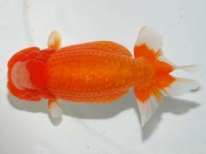 紫錦会　取締二　川崎　漆畑　元