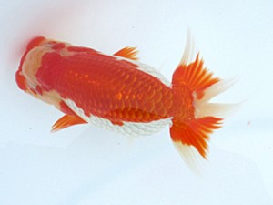 玉野錦鱗会 五席　鈴木義信　倉敷市