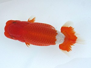 玉野錦鱗会 六席　鈴木義信　倉敷市