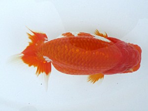 玉野錦鱗会 一席　田中茂規　玉野市