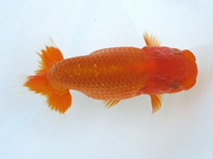 玉野錦鱗会 二席　三宅　毅　玉野市