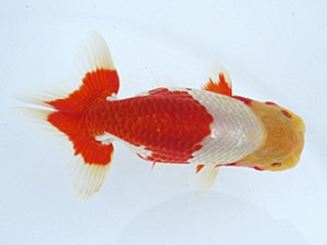 玉野錦鱗会 三席　難波　正　玉野市