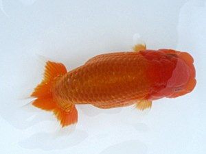 玉野錦鱗会 五席　三河康宏　広島市