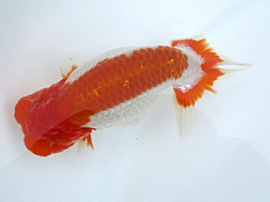 玉野錦鱗会　二席　斉藤貴士　浅口市