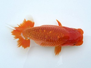 玉野錦鱗会　三席　森田智洋　福山市